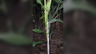 Pissing In The Corn 《4k》