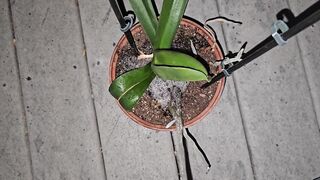 Potted Plant Piddle 1 《4k》