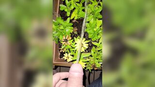 Watering The Planter! two《4k》