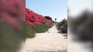 Exhibitionist wife walking and flashing large butt in public once more