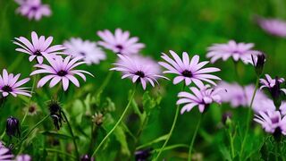 Testing BR Port language selection