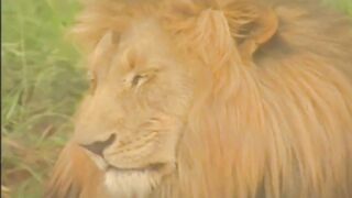 Porn From The Vault - Vol nineteen