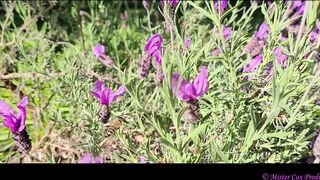 Take a Walk with Vivian Cox in her Rose Garden and Watch a Surprise - Vivian_Cox
