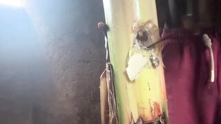 Most good plantain tree screwing cumin amateur