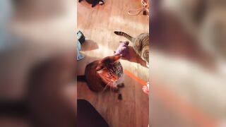Kitty Play