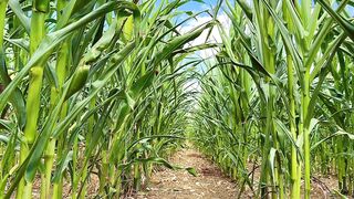 CORNFIELD ASMR PART two - Relaxing Visuals And Sounds In Nature ??????