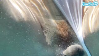 Plugged Large Butt Black Willow Ryder Gets Banged by BBC Underwater