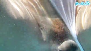 Plugged Large Butt Black Gets Banged by BBC Underwater