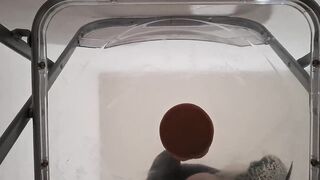 Extended Cut: POV Filthy Talk Corpulent Butt Alt Trans Facesitting and Anal Creampie After Riding Sextoy on Transparent Chair