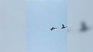 Hillbilly Sex Clan - 1972