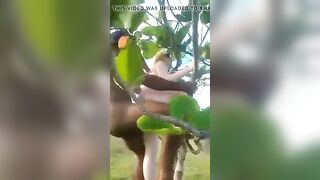 interracial trio pair jungle tree pleasure