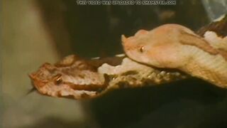 Pyramid three (Tania Russof) 1996